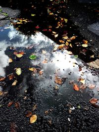 High angle view of fallen leaves floating on puddle