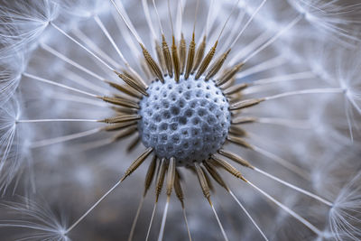 Close-up of dandelion