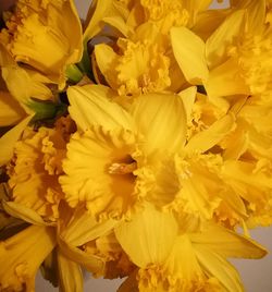 Full frame shot of yellow flowers