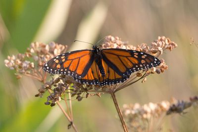 Close-up of butterfly pollinating on flower