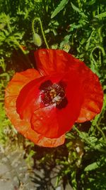 Close-up of red poppy flower