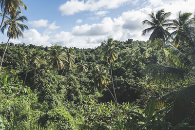 Rainforest with dense trees on a cloudy day on caribbean island of dominica