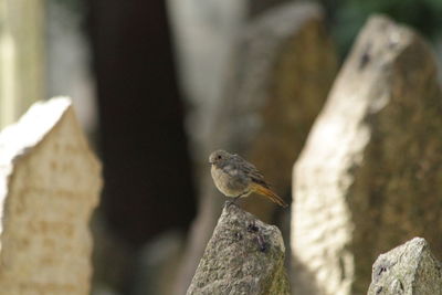 Close-up of bird perching on rock