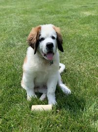 Saint bernard puppy