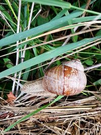 Close-up of snail on grass