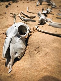 High angle view of animal skull