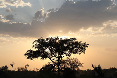 Low angle view of silhouette tree against sky during sunset