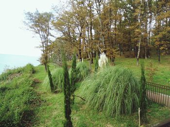 View of trees on calm sea