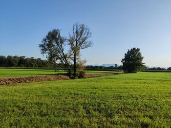 Scenic view of agricultural field against clear sky