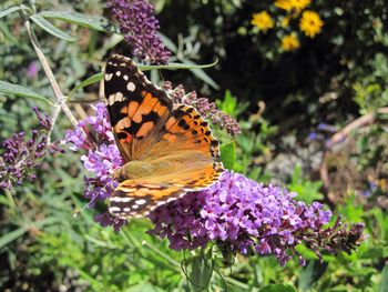 Close-up of butterfly pollinating on purple flower