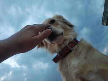 Close-up of hand holding dog against sky