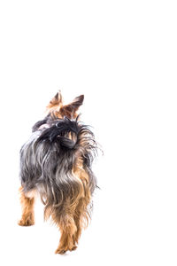 Close-up of dog over white background