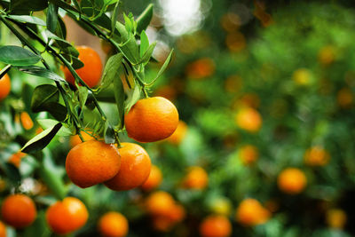 Close-up of orange fruits hanging on tree