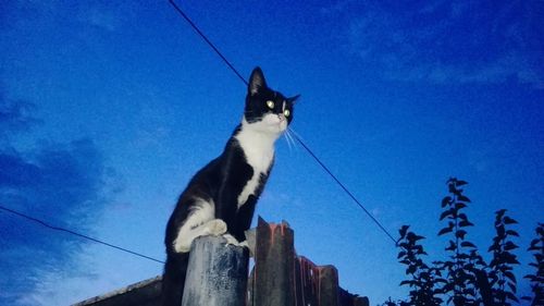 Low angle view of bird sitting against blue sky