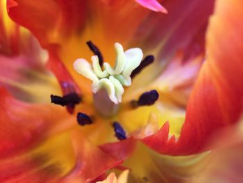 Macro shot of flower