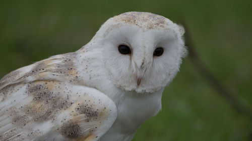 Close-up portrait of a owl