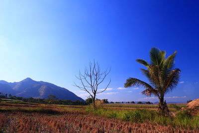 Scenic view of field against clear blue sky