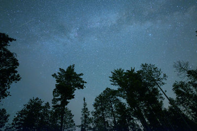 Low angle view of trees against starry sky at night