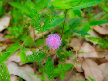 Close-up of purple flowering plant