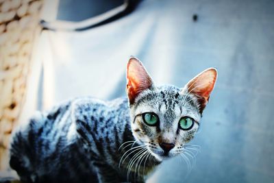 Close-up portrait of cat