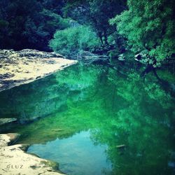 Reflection of trees in river