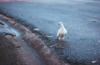 High angle view of pigeon perching on roadside