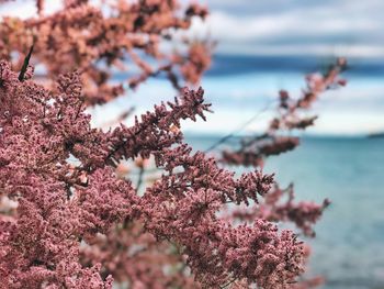 Close-up of pink cherry blossom tree
