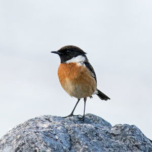 Close-up of bird perching on rock