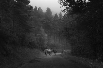 View of two horses on road amidst trees