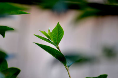 Close-up of leaves against blurred background