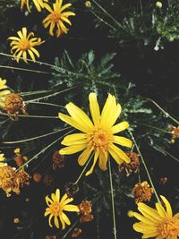 Close-up of yellow daisy flowers blooming in garden