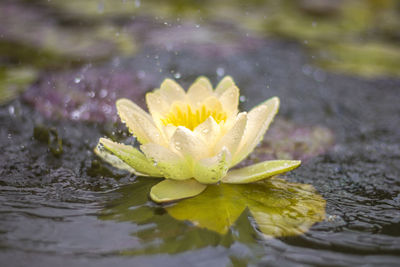 Close-up of water lily in lake