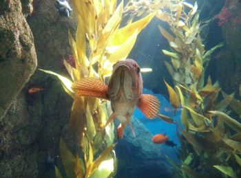 Close-up of fish swimming in aquarium