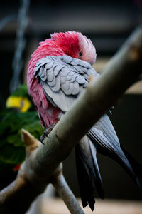 Close-up of bird perching on branch