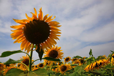 Close-up of sunflower on field against sky