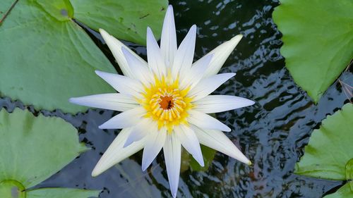 Close-up of water lily on white flower