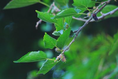 Close-up of fresh green plant