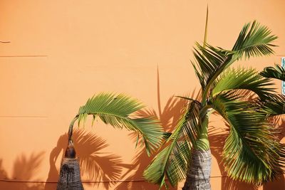 Palm tree against sky during sunset