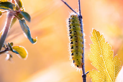 Close-up of caterpillar on plant