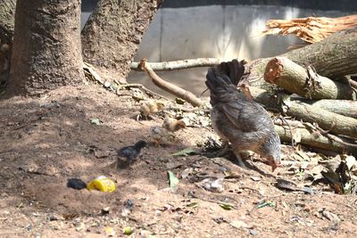 Lizard on ground