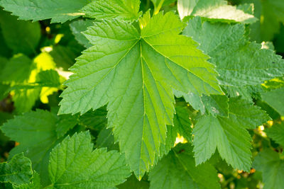 Close-up of fresh green leaves