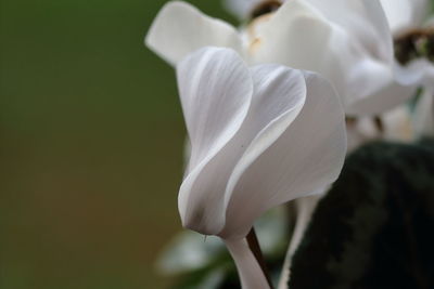 Close-up of white flower blooming outdoors