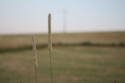 Close-up of stalks against the sky