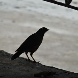 Close-up of bird on tree stump