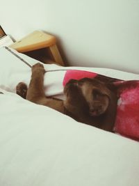 Close-up of dog sleeping on sofa at home