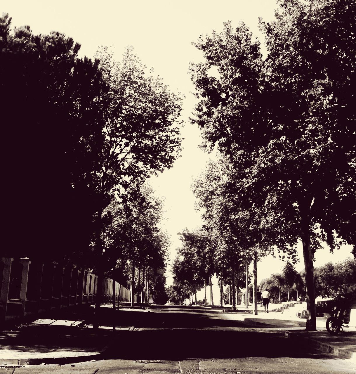 tree, road, clear sky, solitude, street, transportation, empty, day, outdoors, growth, countryside, remote, tranquil scene, tranquility, sky, long, nature, the way forward, country road