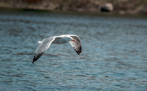 Close-up of seagull flying over lake