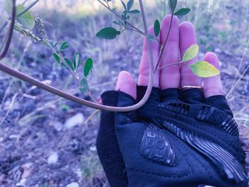 Close-up of hand on pink flowering plant