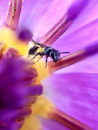 Close-up of bee pollinating on purple flower