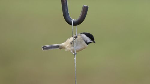 Close-up of bird perching on a plant